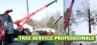 Tree-Care-in-Totowa-NJ