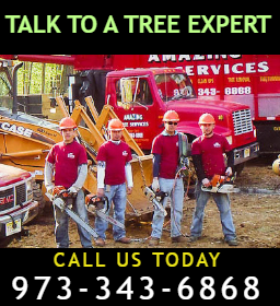 tree-service-in-Totowa-NJ