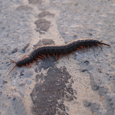 Effective Centipede Prevention in NJ