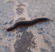 Centipede-Prevention-in-NJ