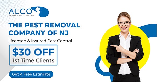 Safe Bee Removal in NJ