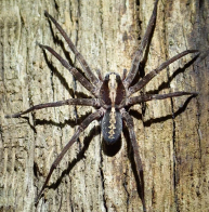 Spider-Control-in-NJ