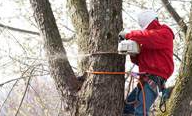 Tree-Company-in-Essex-County-NJ