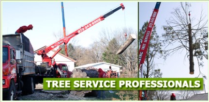 Tree Removal Near Me in NJ – Amazing Tree Services
