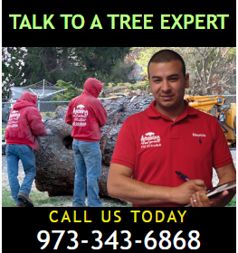 Tree-Removal-Cost-NJ