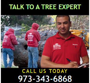 Tree-Removal-Estimate-in-Morris-County-NJ