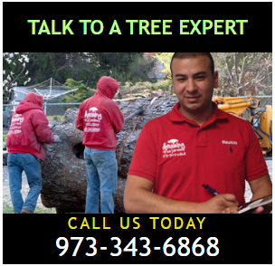 Tree Removal Estimate in Morris County, NJ – Amazing Tree Services