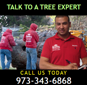 Tree-Removal-Estimate-in-NJ