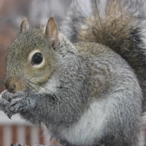Squirrel Removal in Bergen County, NJ