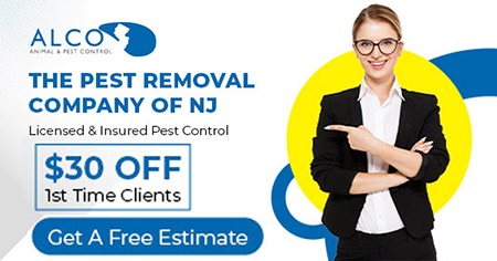 Pest Exterminators in NJ – ALCO Animal & Pest Control