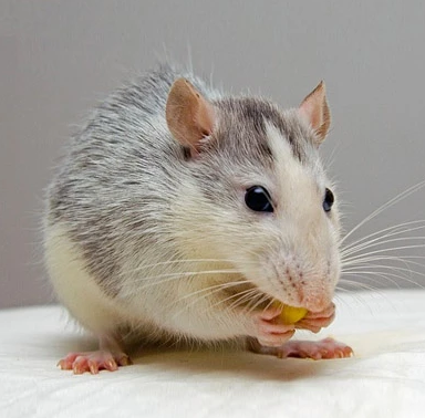 Rat Control in NJ – ALCO Animal & Pest Control