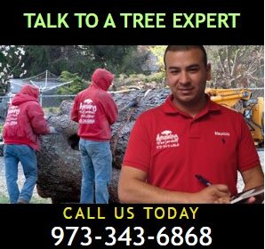 Tree-Removal-Estimate-in-NJ