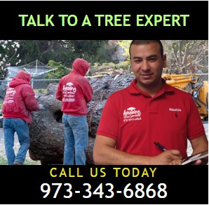Tree Removal Estimate in NJ – Professional & Reliable Service