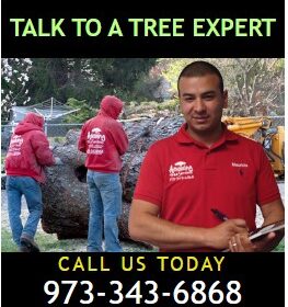Tree-Trimming-in-NJ
