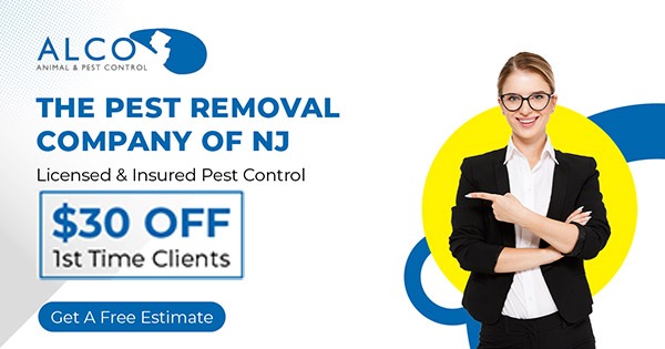 Squirrel Prevention in NJ – ALCO Animal & Pest Control