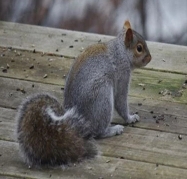 Gray-Squirrel-Removal