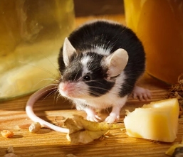 Mice-Removal-in-Bergen-County-NJ