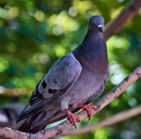 Pigeon-Removal-in-NJ
