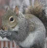 Squirrel-Control-in-Bergen-County-NJ