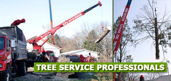 Tree Cutting in NJ – Amazing Tree Services