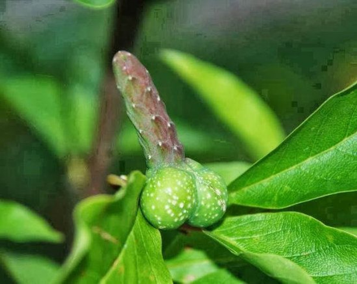 How To Enlarge Your Penis Size Naturally In Just 5 Days In Upper Pollicott Village in England, United Kingdom Call ☏ +27710732372 Permanent Penis Enlargement Products In Gladstone City in Missouri And Cape Town South Africa