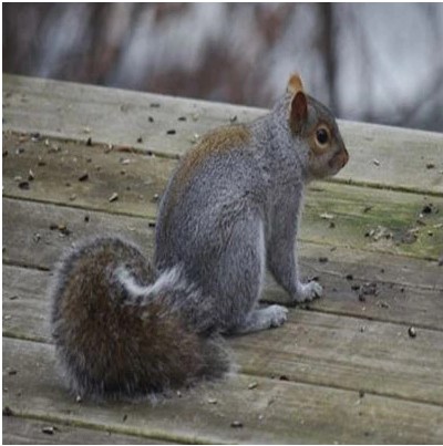 Gray Squirrel Control in Bergen County, NJ – ALCO Animal & Pest Control