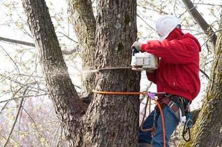 Transparent Tree Removal Cost in Bergen County, NJ