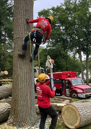 Professional Tree Removal Services in NJ