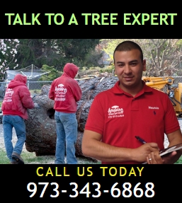 Tree Removal Financing NJ – Amazing Tree Services