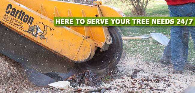 Stump Grinding in Morris County Reliable and Professional Service
