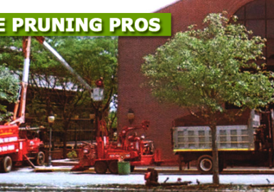 imgi_1_bn_tree_pruning