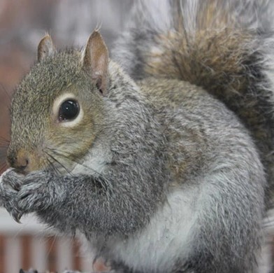 Squirrel Control in Bergen County, NJ