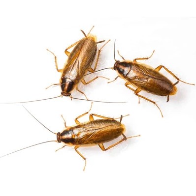 Roach Removal in Bergen County, NJ – ALCO Animal & Pest Control