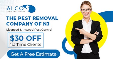 Mice Removal Service – ALCO Animal & Pest Control