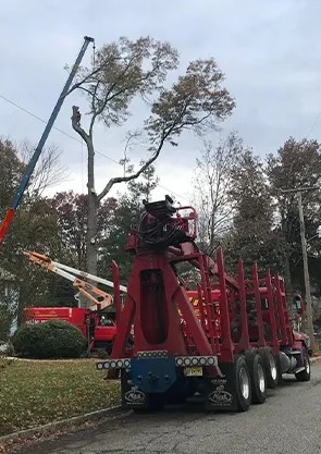 Commercial Tree Service in Bergen County, NJ – Amazing Tree Services