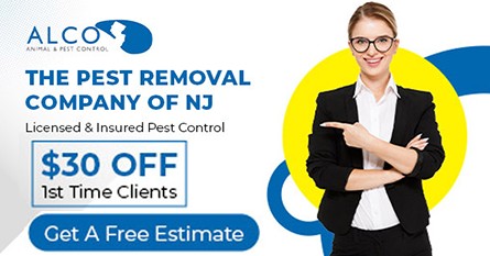 Mice Removal in Bergen County, NJ – ALCO Animal & Pest Control