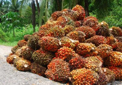 palm-oil