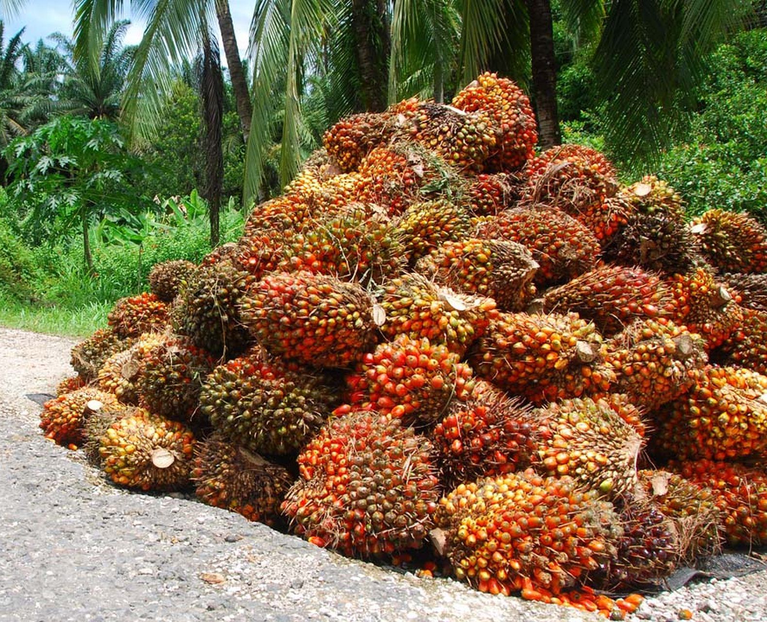 ORGANIC OR CONVENTIONAL PALM OIL