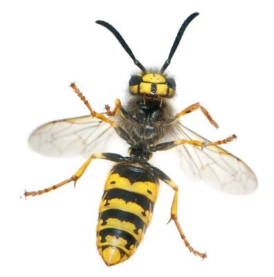 Wasp Control in NJ – ALCO Animal & Pest Control