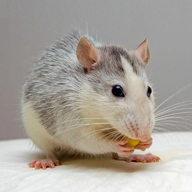 Rat Removal in NJ – ALCO Animal & Pest Control