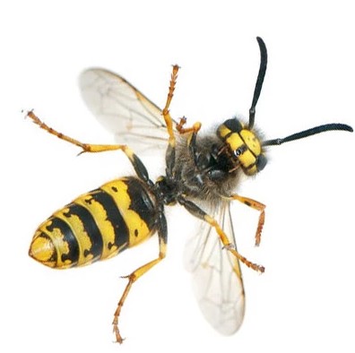 Bee Exterminator New Jersey – ALCO Animal & Pest Control