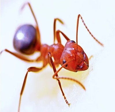 Ants Removal in Bergen County, NJ – ALCO Animal & Pest Control