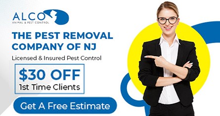 Pest Removal in Essex County, NJ | ALCO Animal & Pest Control