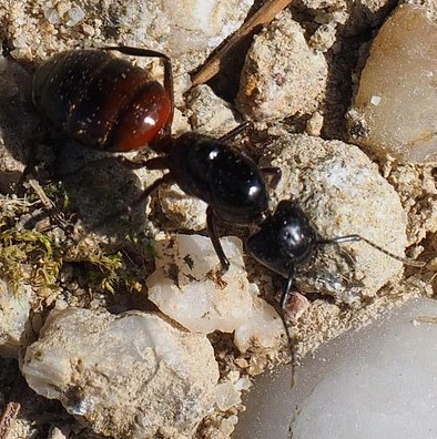 Haworth Ant Control | ALCO Animal & Pest Control