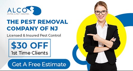 Bee Removal in NJ – ALCO Animal & Pest Control