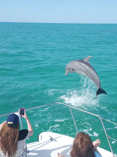 Dolphin Mauritius