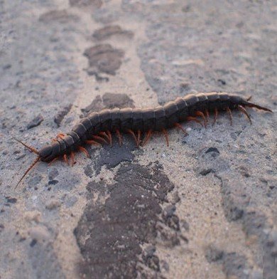Centipede Control New Jersey | ALCO Animal & Pest Control